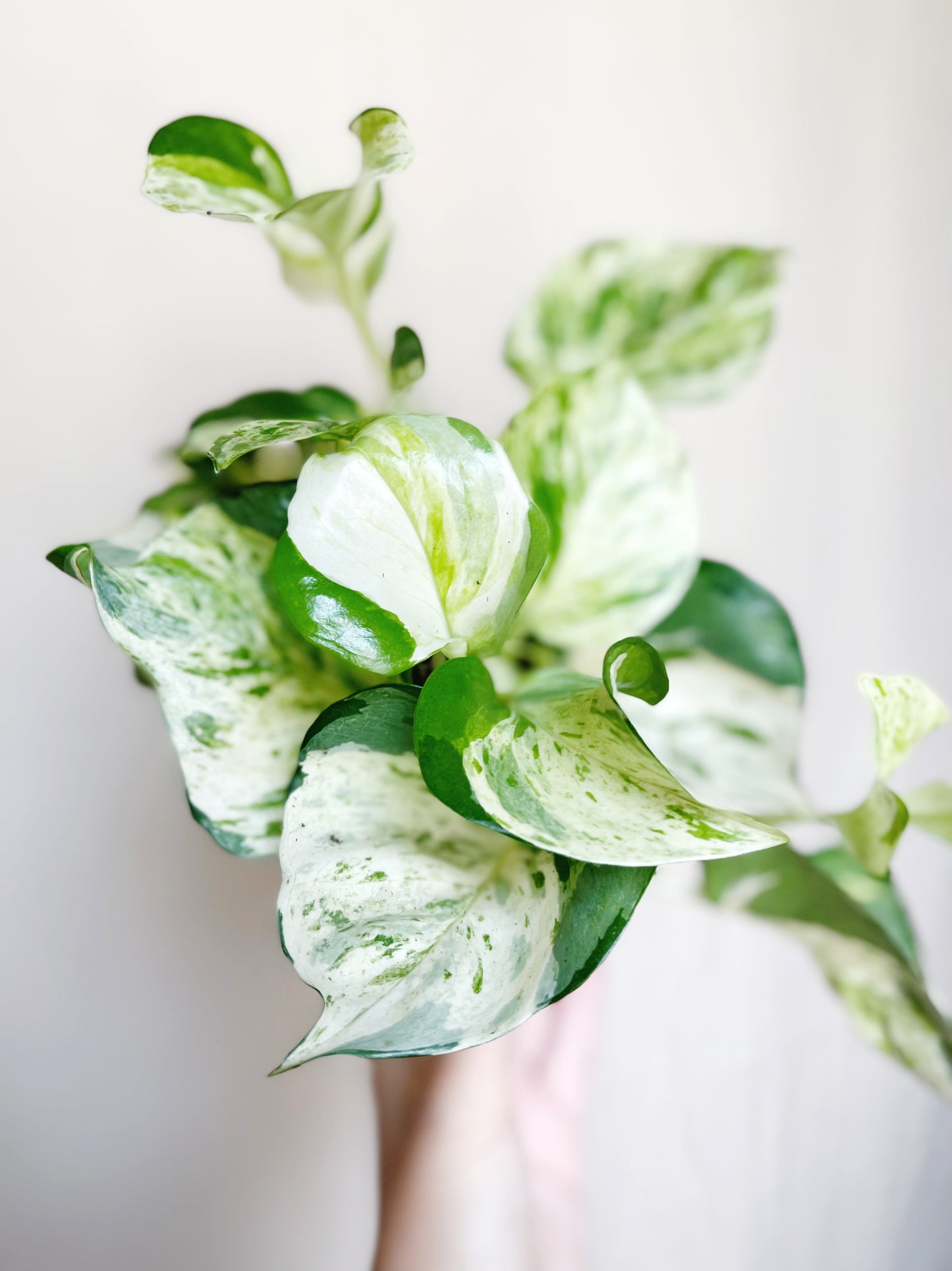 Manjula Pothos 4" Pot