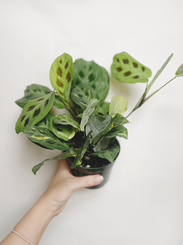 Maranta Variegated Prayer Plant 4" Pot