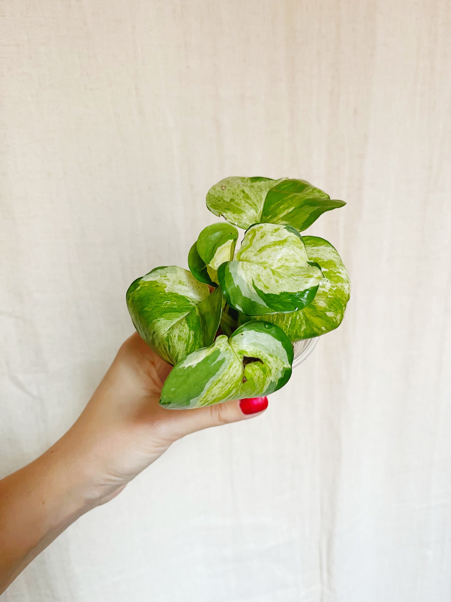 Manjula Pothos 4" Pot