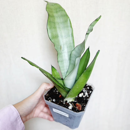 Sansevieria Moonshine 4.5" Pot