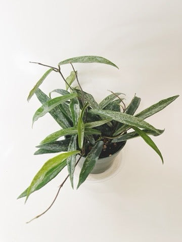 Hoya Minibelle Splash 4” Pot Rare Plant