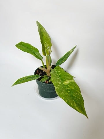 Philodendron Ring of Fire 4.5" Pot