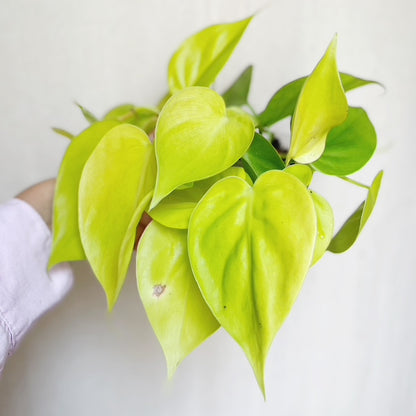 Philodendron Cordatum Lemon Lime 4" Pot