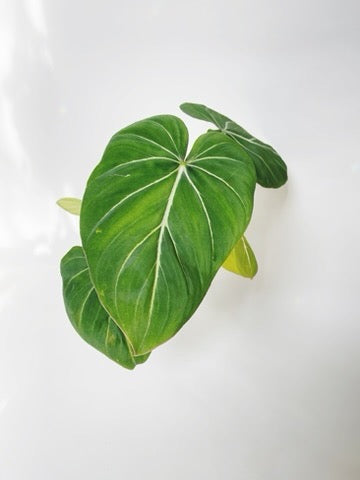 Philodendron Gloriosum 4.5" Pot