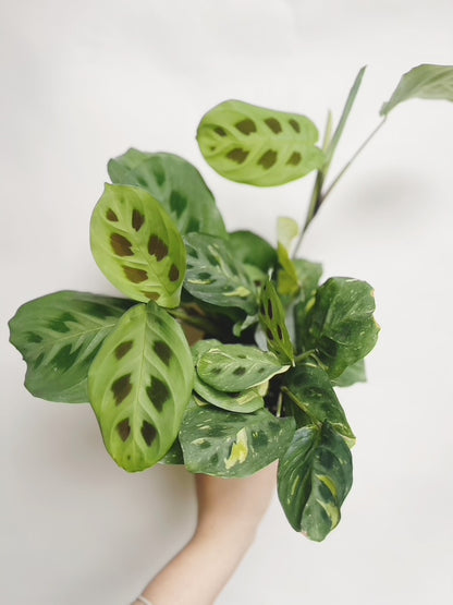 Maranta Variegated Prayer Plant 4" Pot