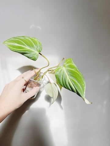 Philodendron Gloriosum Starter Plant