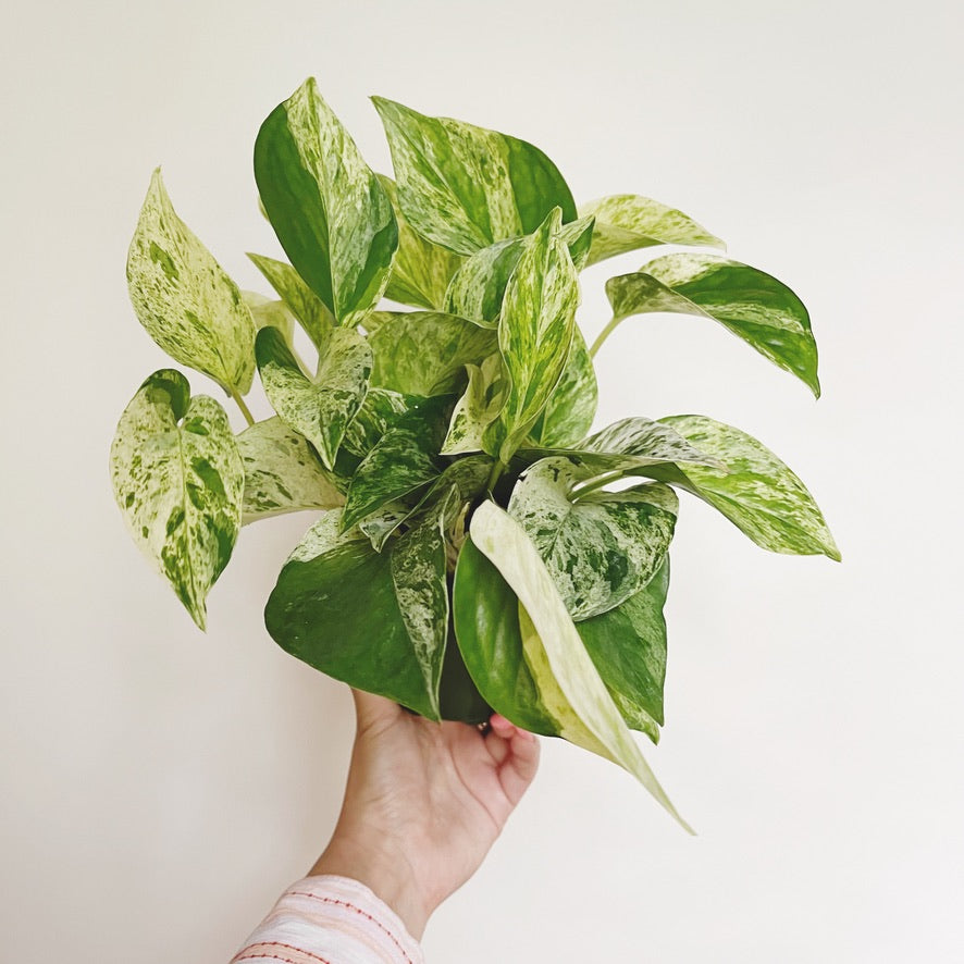 ‘Marble Queen’ Pothos 4” Pot