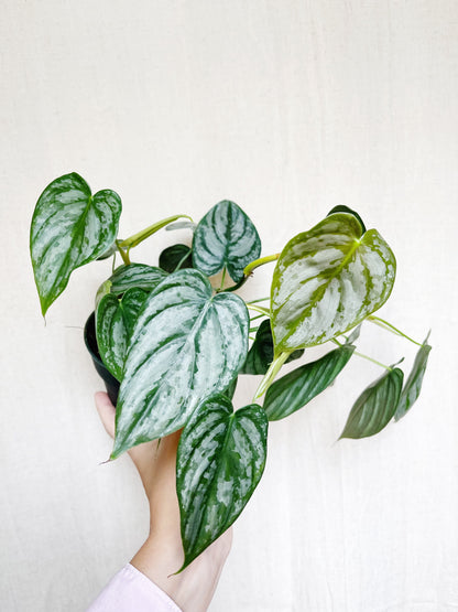 Philodendron Brandtianum 4" Pot