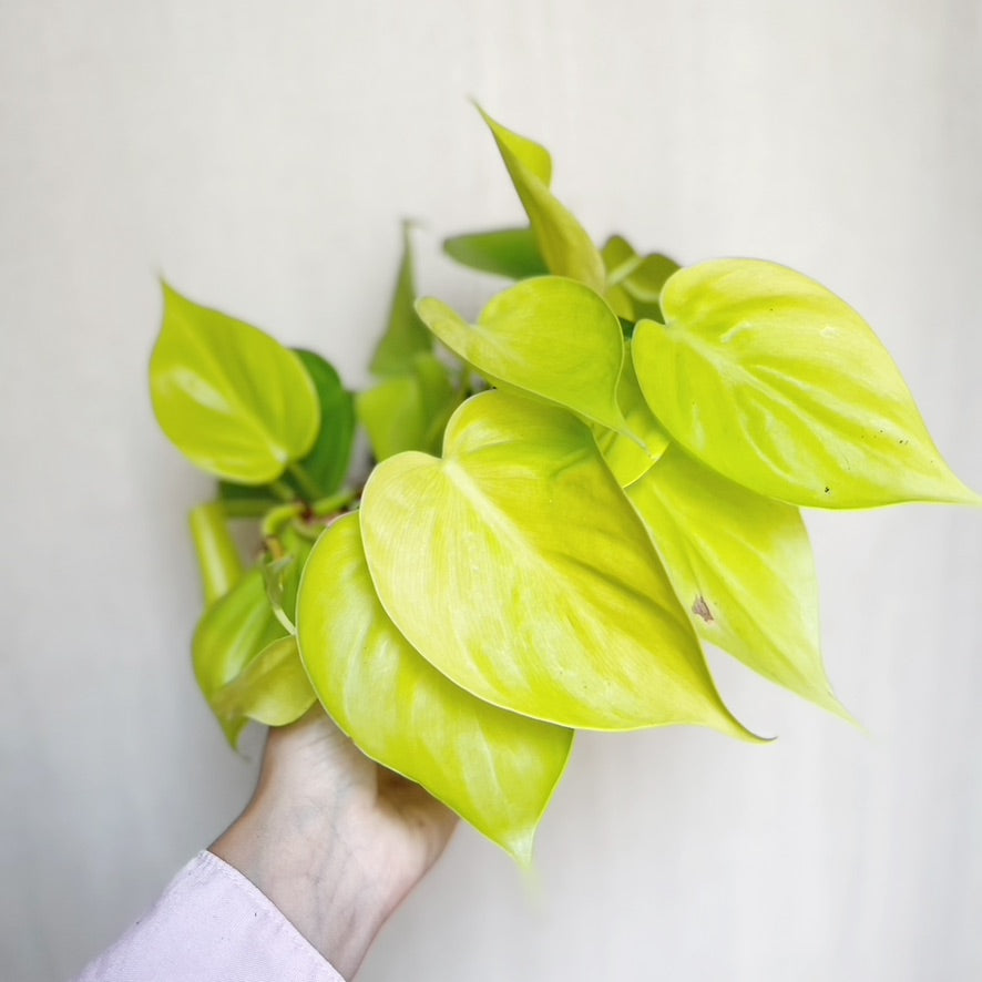 Philodendron Cordatum Lemon Lime 4" Pot