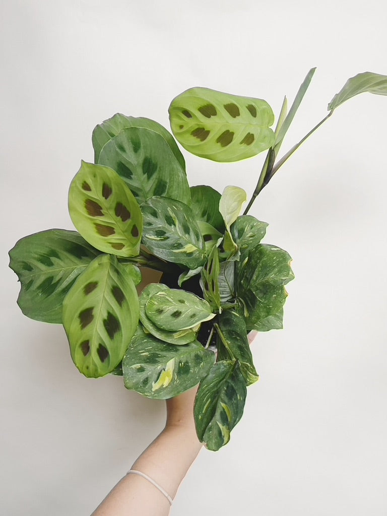 Maranta Variegated Prayer Plant 4" Pot