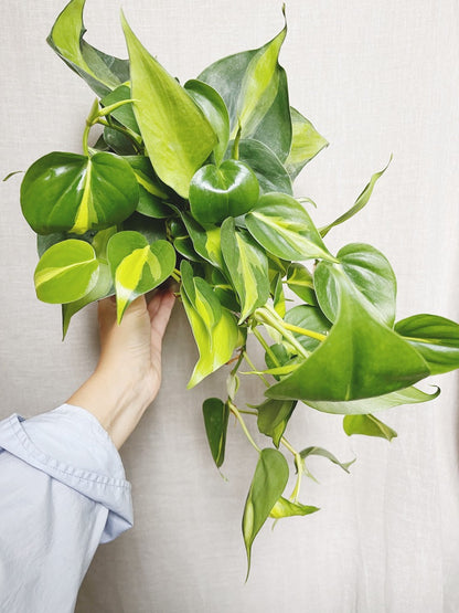 Philodendron Brasil 4" Pot