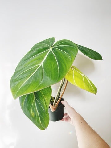 Philodendron Gloriosum 4.5" Pot