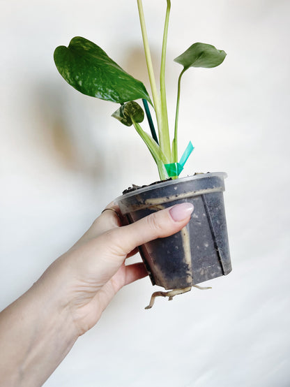 Monstera Mint White Monster 4” Pot