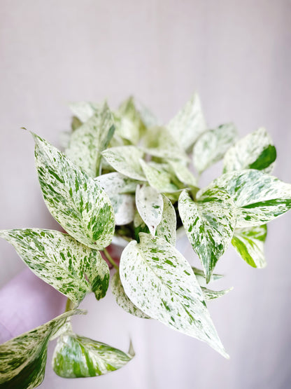 Snow Queen Pothos 4” Pot