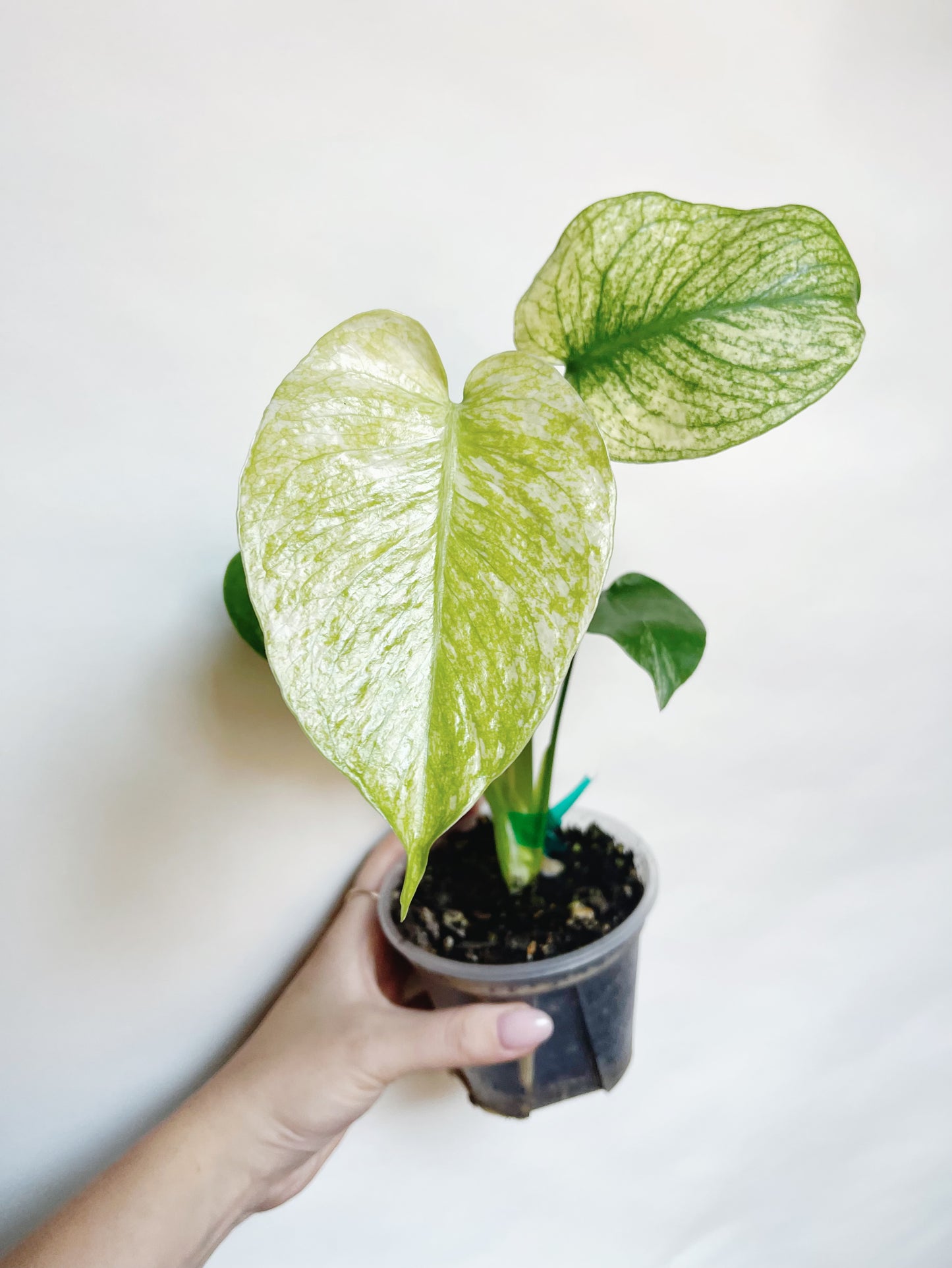 Monstera Mint White Monster 4” Pot