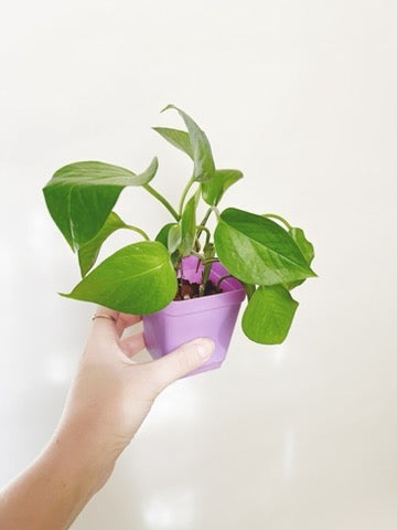 Jade Pothos Epipremnum Starter 2” Pot