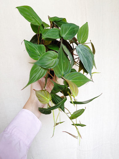 Philodendron Micans 4" Pot