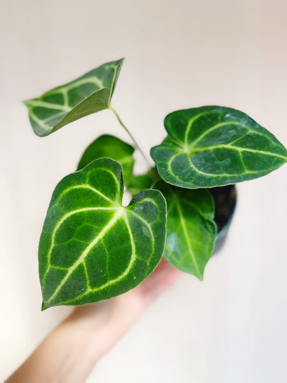 Anthurium Clarinervium 4” Pot