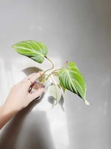 Philodendron Gloriosum Starter Plant