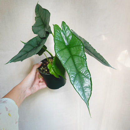 Alocasia Heterophylla Dragons Breath 4.5" Pot