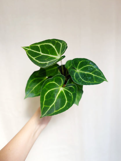 Anthurium Clarinervium 4” Pot