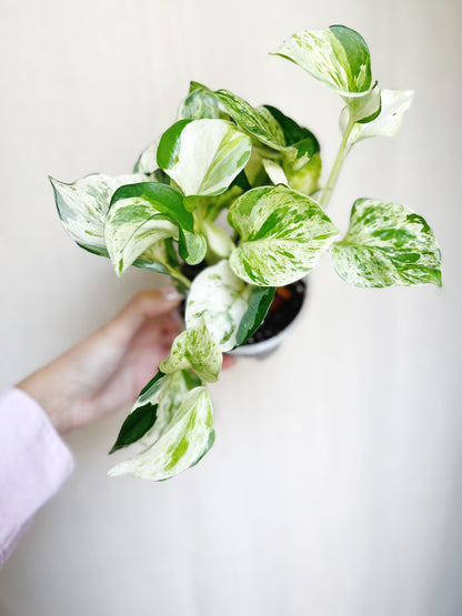 Manjula Pothos 4" Pot