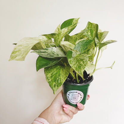 ‘Marble Queen’ Pothos 4” Pot