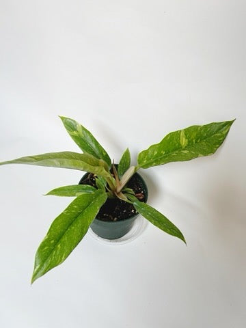 Philodendron Ring of Fire 4.5" Pot