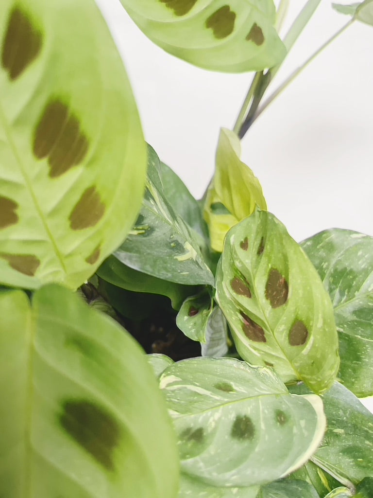 Maranta Variegated Prayer Plant 4" Pot