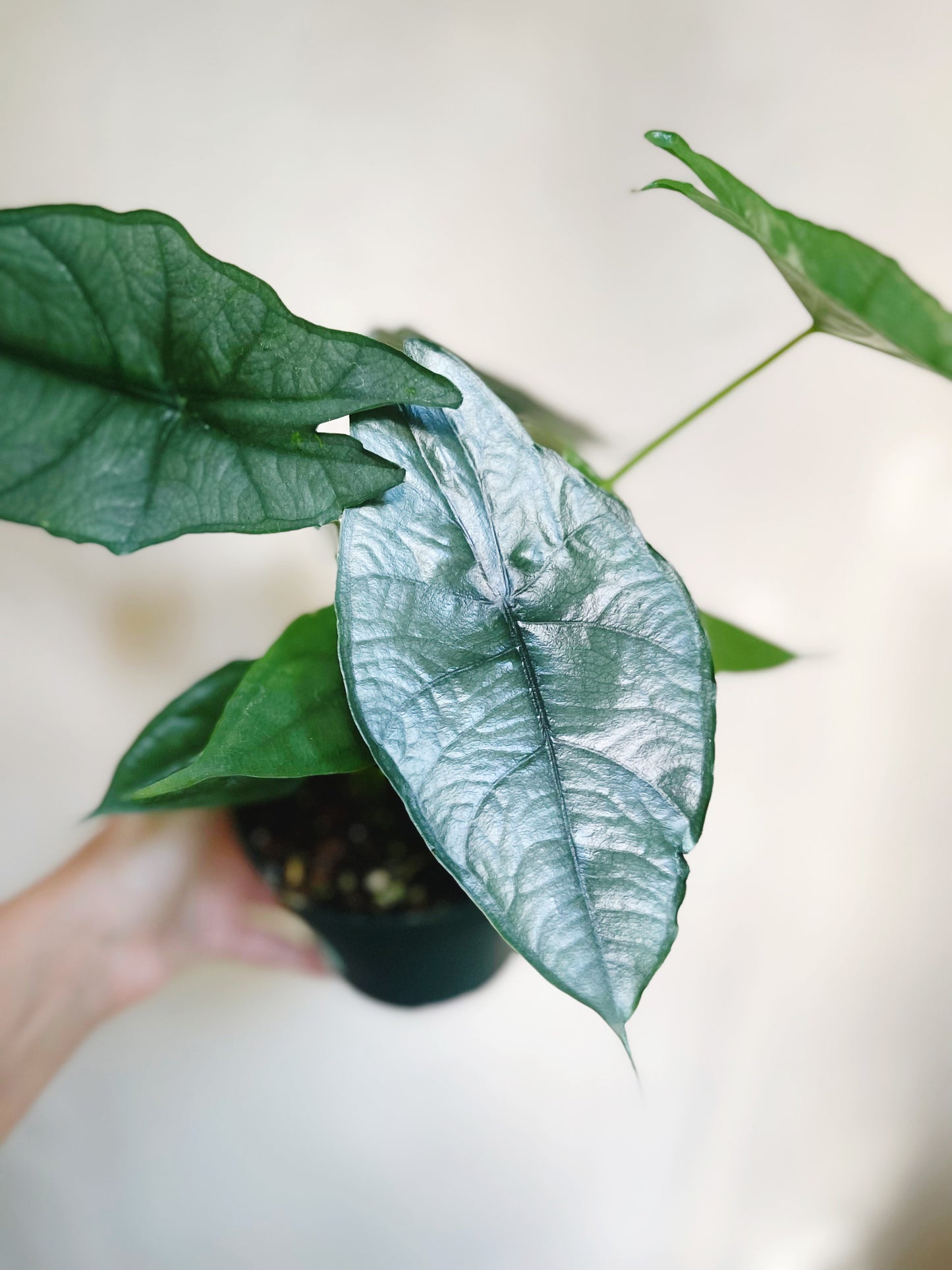 Alocasia Heterophylla Dragons Breath 4.5" Pot