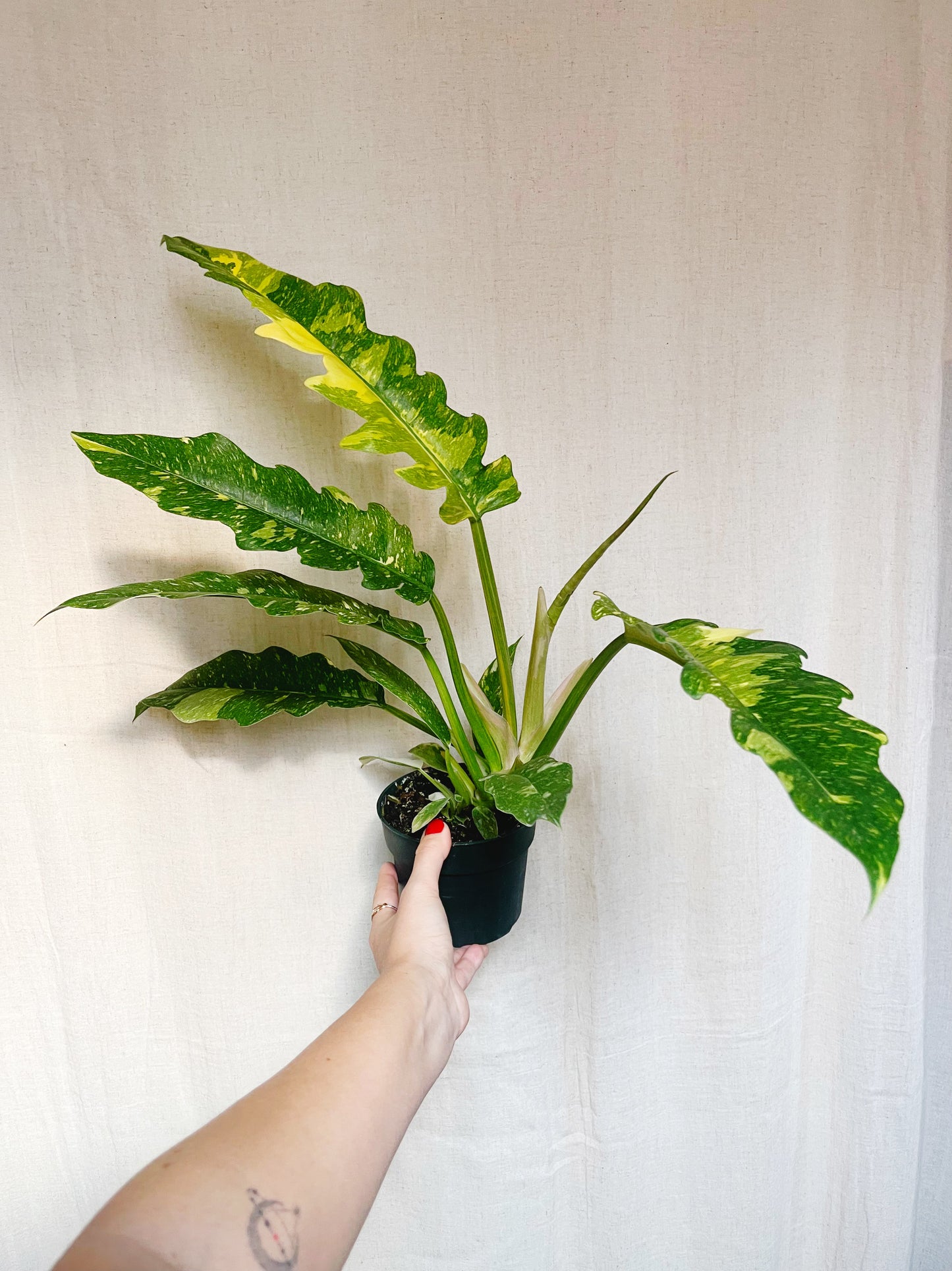 Philodendron Ring of Fire 4.5" Pot