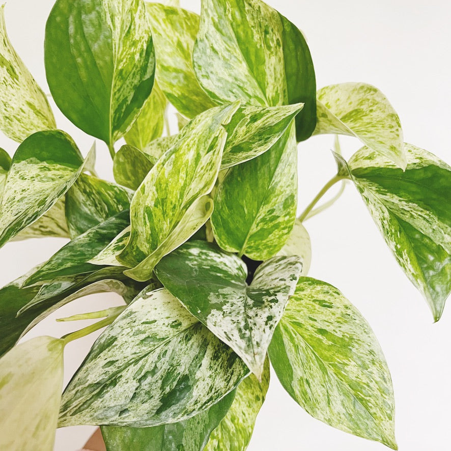 ‘Marble Queen’ Pothos 4” Pot