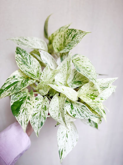 Snow Queen Pothos 4” Pot