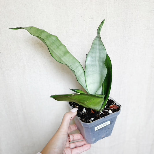 Sansevieria Moonshine 4.5" Pot