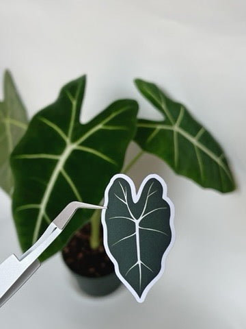 Rare Plant Vinyl Sticker