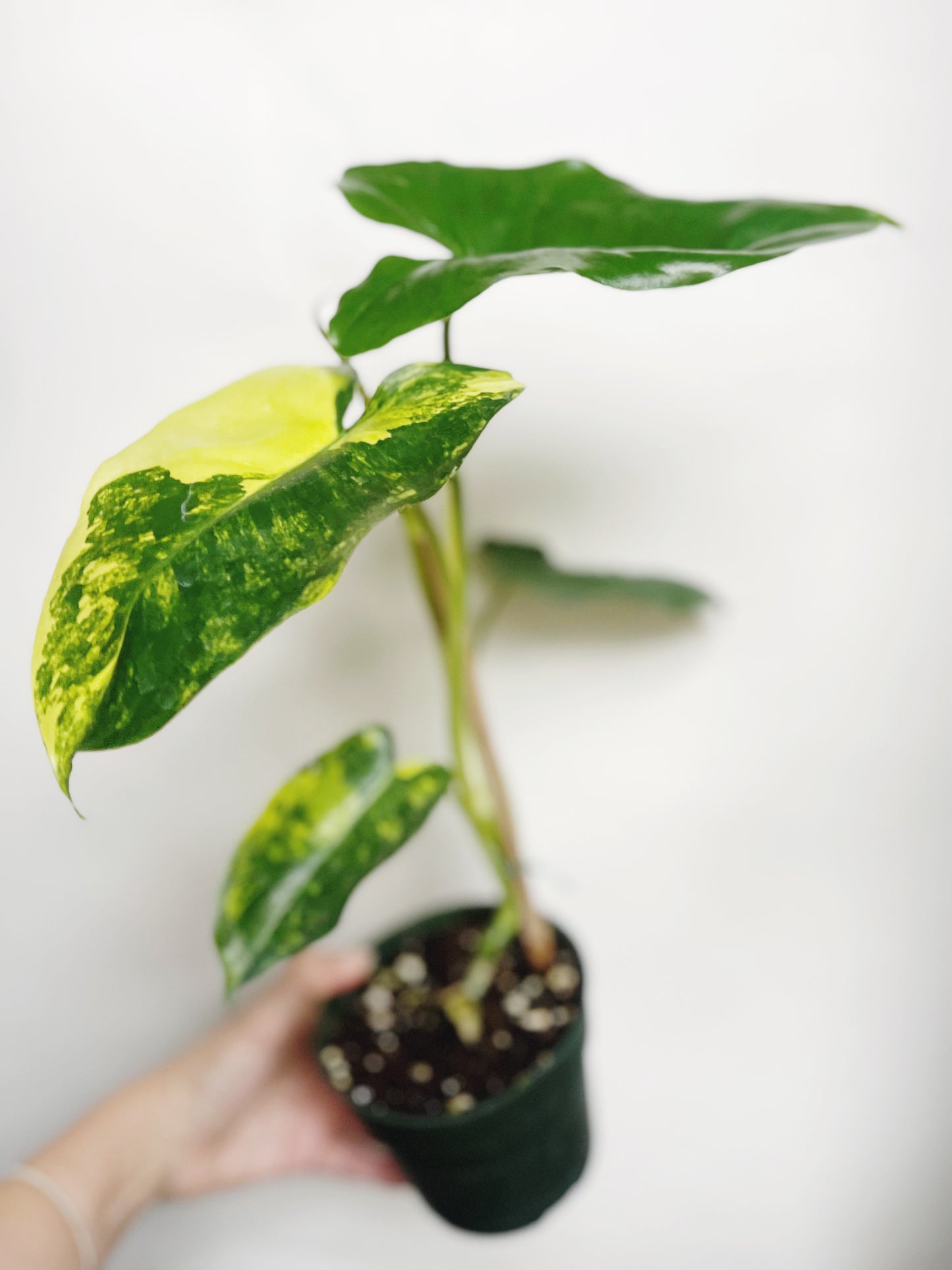 Philodendron Burle Marx Albo Variegated