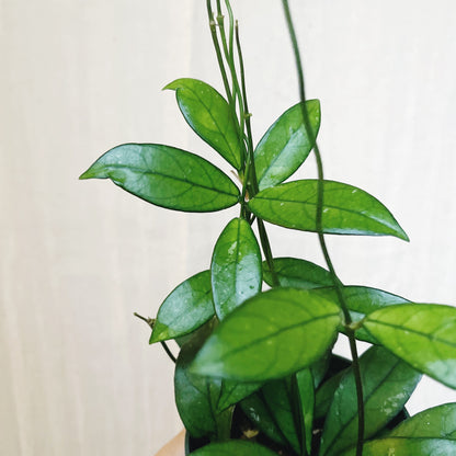 Hoya Crassipetiolata 4" Pot