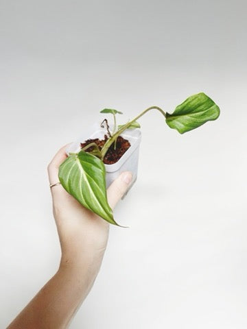 Philodendron Gloriosum Starter Plant