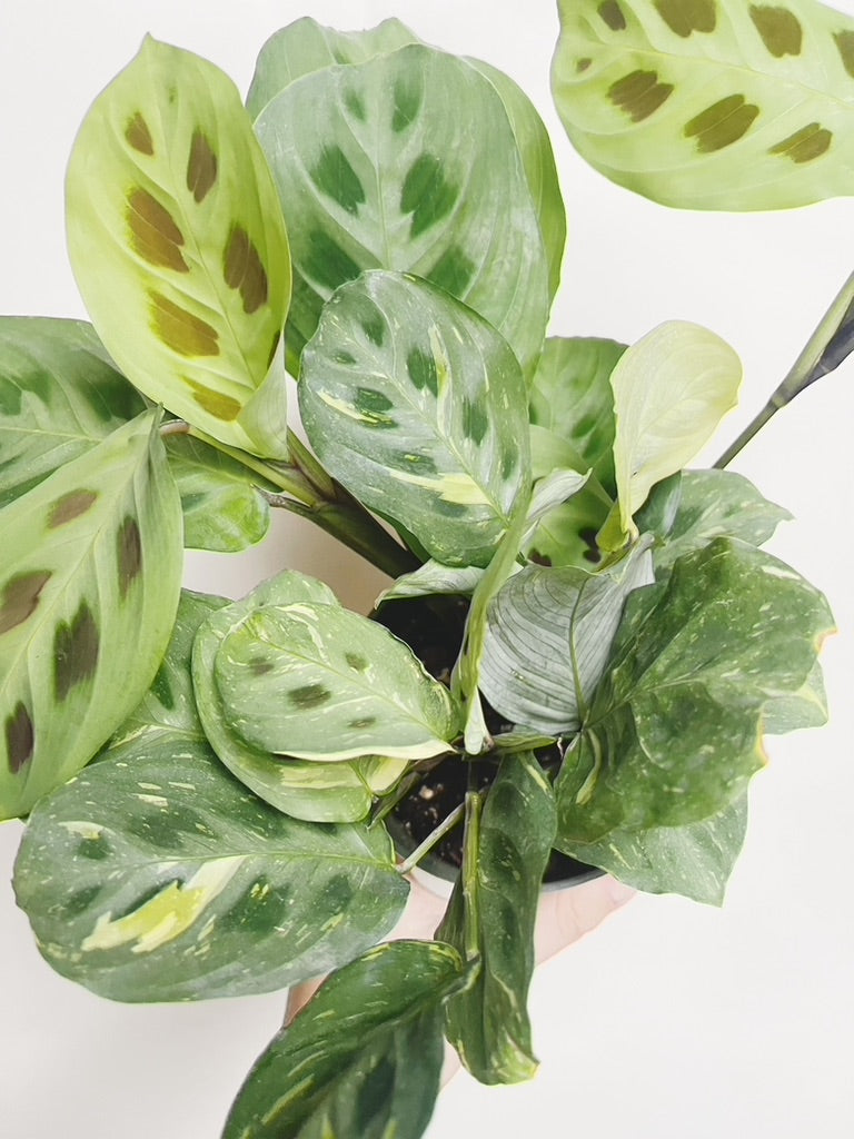 Maranta Variegated Prayer Plant 4" Pot