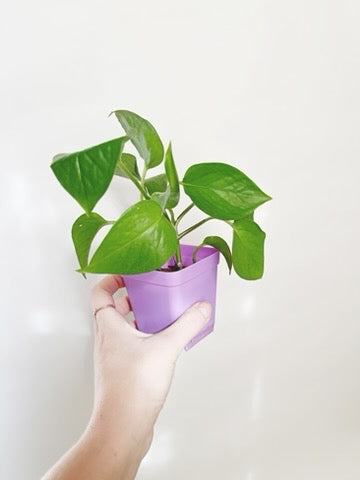 Jade Pothos Epipremnum Starter 2” Pot