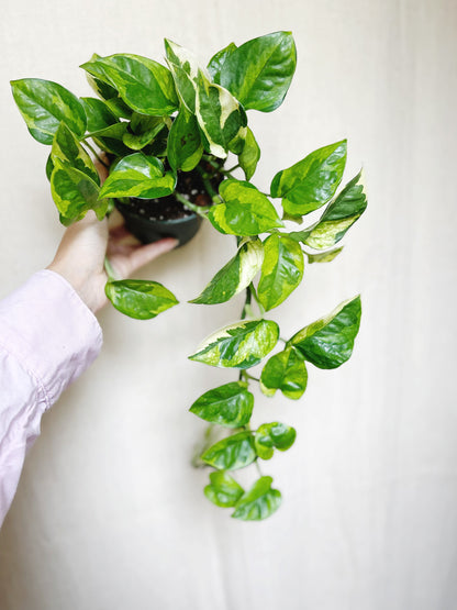 Lizard Queen Pothos 4" Pot