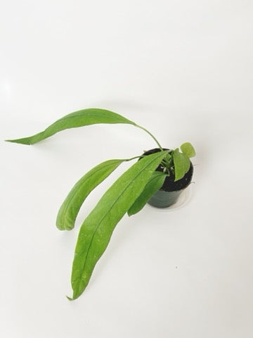Anthurium Vittariifolium 4.5" Pot