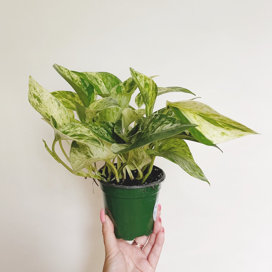 ‘Marble Queen’ Pothos 4” Pot