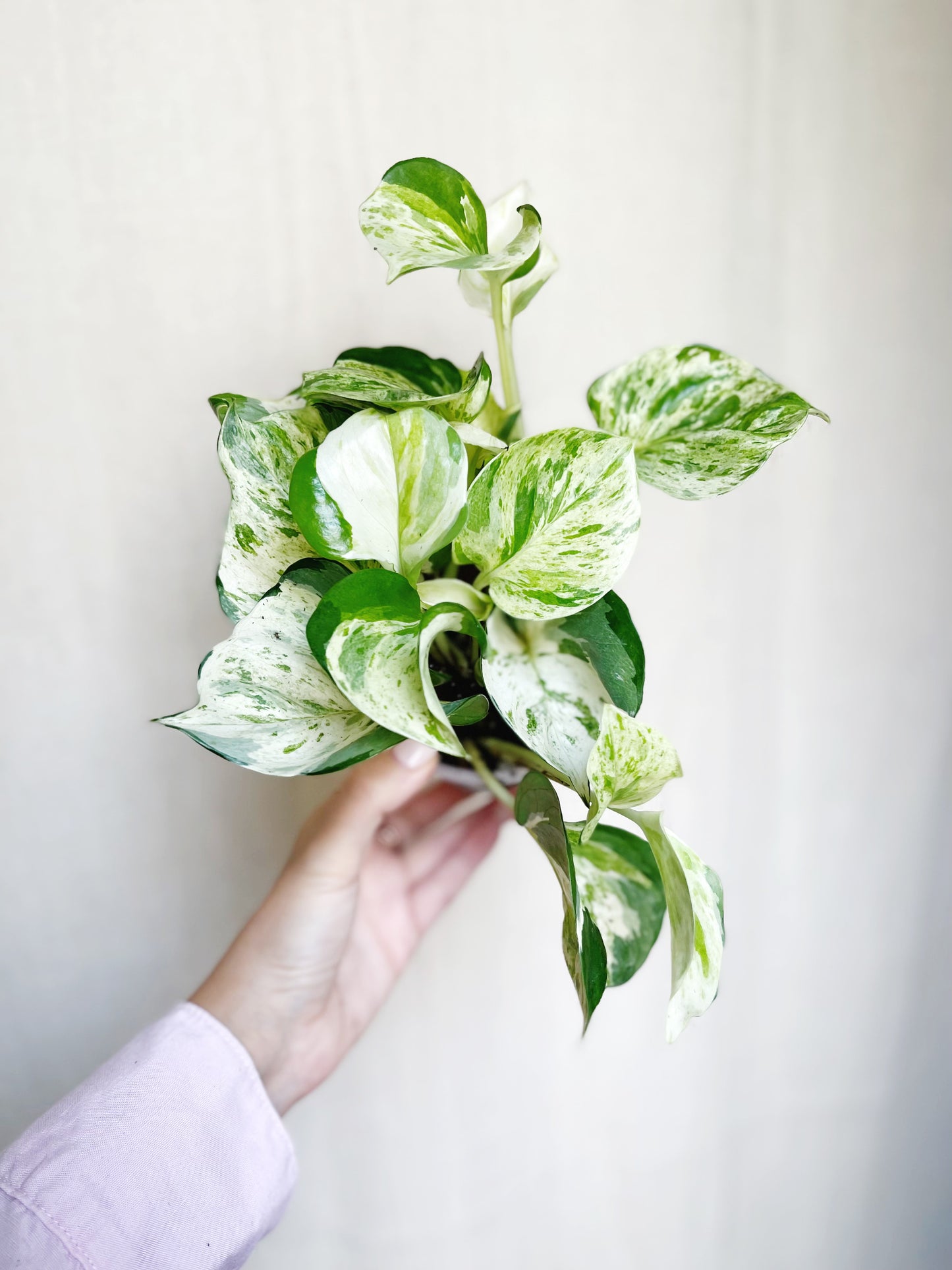 Manjula Pothos 4" Pot