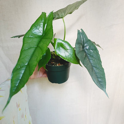 Alocasia Heterophylla Dragons Breath 4.5" Pot