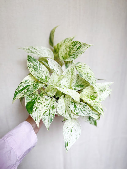 Snow Queen Pothos 4” Pot