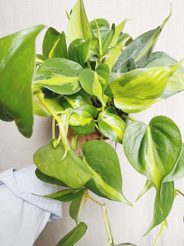 Philodendron Brasil 4" Pot