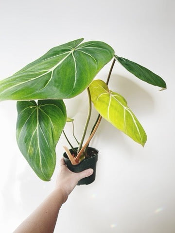 Philodendron Gloriosum 4.5" Pot