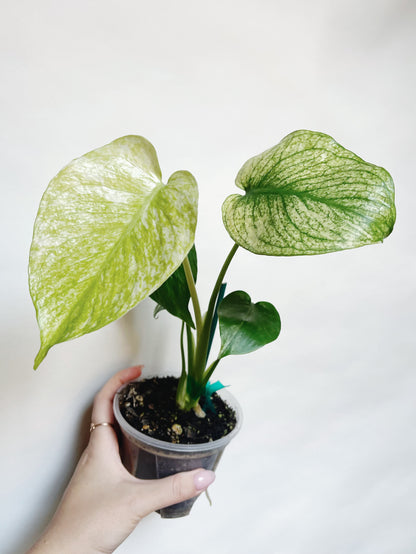 Monstera Mint White Monster 4” Pot