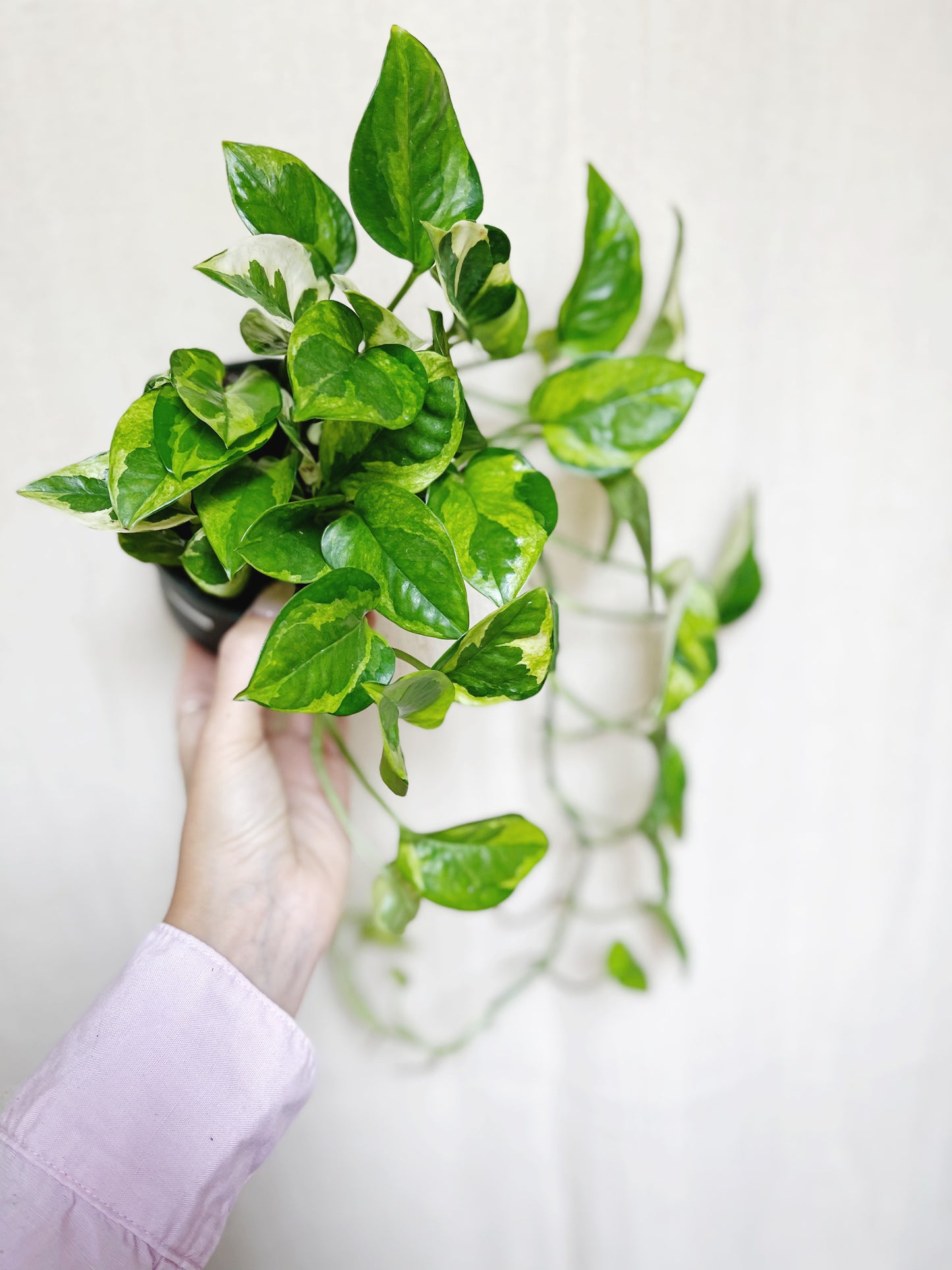 Lizard Queen Pothos 4" Pot